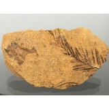 Taxodium dubium